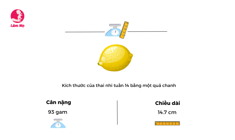 Mang thai tuần 14: Những điều cần biết về sự phát triển của thai nhi